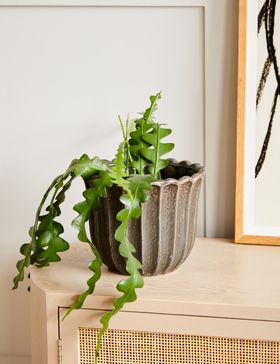Chocolate Brown Tulip Plant Pot £52