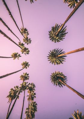 Palm Boulevard Print