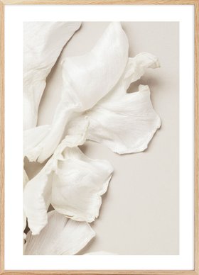 Tulip Petals Print