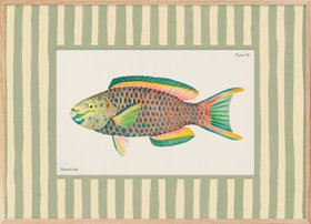 Vintage Parrotfish Print