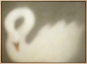 Soft Swan Canvas