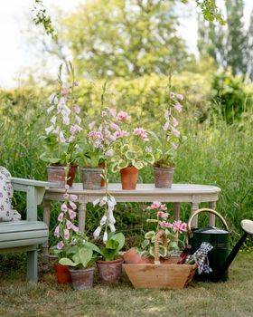 Wax Paper Faux Potted Foxglove
