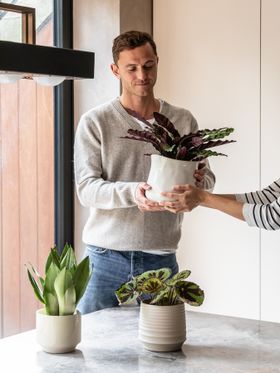 Gifts for Him | Gift a 3 Month Plant Subscription Box by Leaf Envy | £114