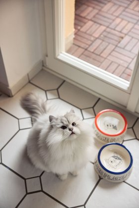 KATZENNAPF NATOMO ONOMAO x JIMU KOBAYASHI BLAU