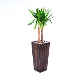 VASO EBANO