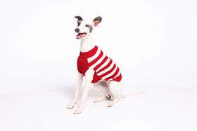 Rufus & Rosie Striped Reindeer Christmas Dog Jumper