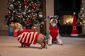 Rufus & Rosie Christmas Dog Jumpers