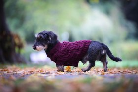 Rufus & Rosie Burgundy Cable Knit Jumper