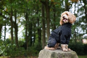 Rufus & Rosie Protect-A-Suit