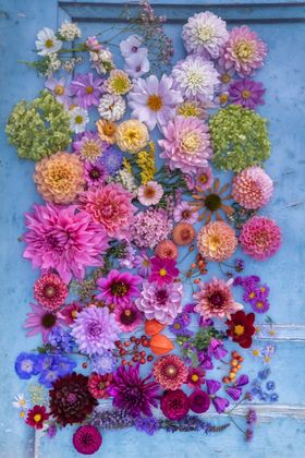 Wunderschöne Blumen Kollektion / Beautiful Flower Collection
