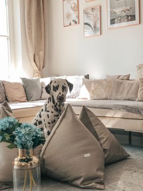 FLUM Hundekissen Glanzzauber