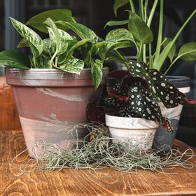 Potagate | Deep Rooted Plant Pot + Saucer 