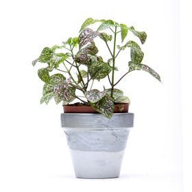  Hypoestes Phyllostachya Polka dot Plant, Pink – 8.5cm