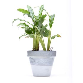  Calathea Rufibarba Prayer Plant – 7cm