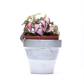  Fittonia Nerve Plant, Pink – 8.5cm