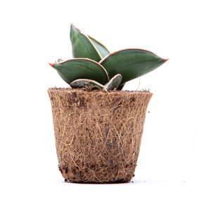  Sansevieria Samurai Snake Plant – 6cm