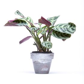  Ctenanthe Burle Marxii ‘Fishbone’ Prayer Plant – 6cm
