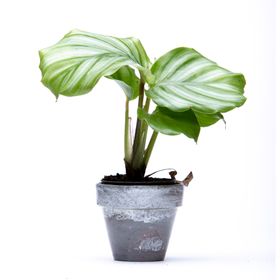  Calathea Orbifolia Prayer Plant – 6cm