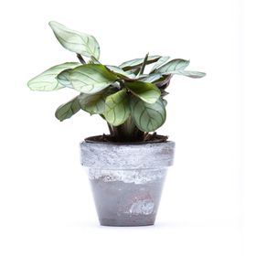  Ctenanthe Burle Marxii ‘Amagris’ Prayer Plant – 6cm