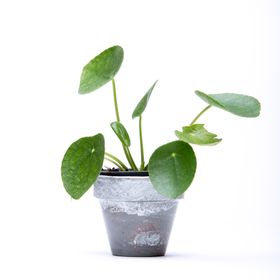  Pilea Peperomoides Chinese Money Plant – 6cm