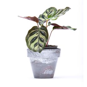  Calathea Makoyana Prayer Plant – 6cm