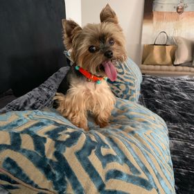 Teddi Collar Monarch Orange with Turquoise Pearls 