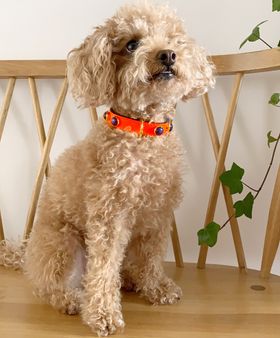 Charlie Collar Monarch Orange with Blue Glitter Stones