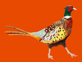 Pheasant on Orange  Art Print