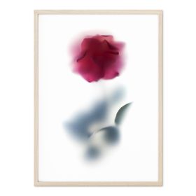 Magenta Rose Stem  Floral Art Print