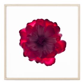 Magenta Rose Floral Art Print