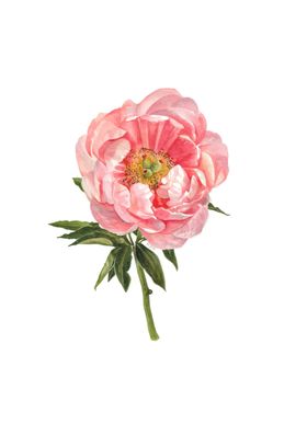 Peony illustration