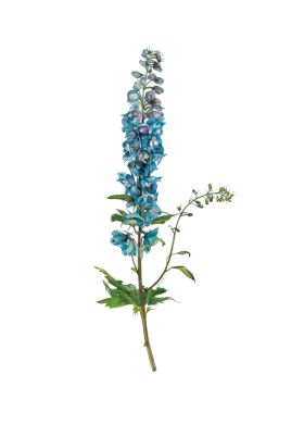 King Charles' favourite flower-the Delphinium