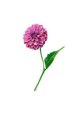 Dahlia illustration