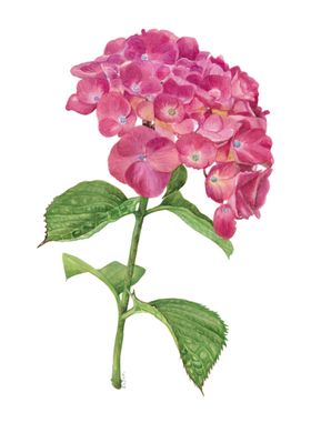 Hydrangea illustration