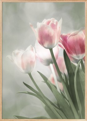 Pink Tulips in Bloom