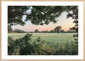 Field with Trees at Sunset Poster