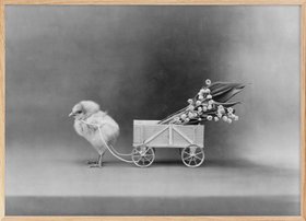 Lily of the Valley Poster