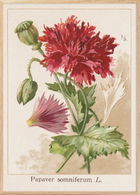 Vintage Poppy No1 Poster