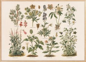 Poisonous Plants Poster