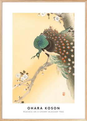 Ohara Koson - Peacock on a Cherry Blossom Tree Poster