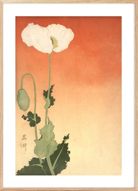 Poppy Flower Poster