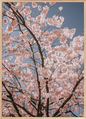 Cherry Blossoms Poster