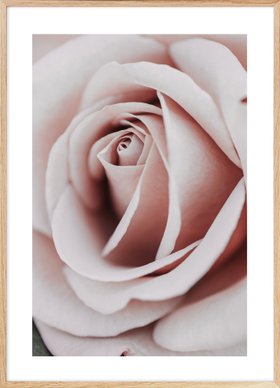 Romantic Rose Poster