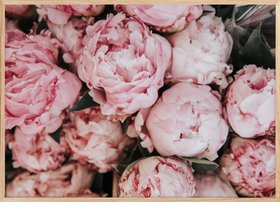 Pink Peonies Bouquet Poster