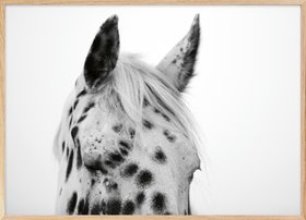 Crystal Lynn Collins - Monochrome Spotted Horse Poster