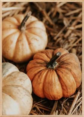 Autumn Pumpkins Harvest Poster