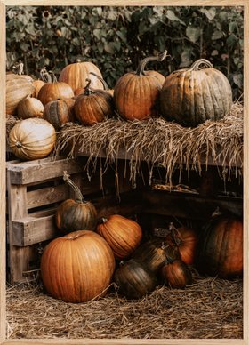 Fall Pumpkins Poster