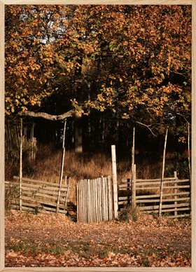 Autumn Fence Landscape Poster