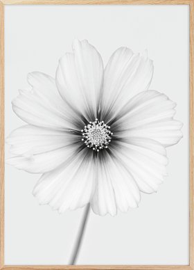 Lotte Grønkjær - Elegant Cosmos Bloom Poster