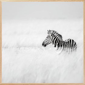 Peter Schoeman - Serene Zebra Foal Poster